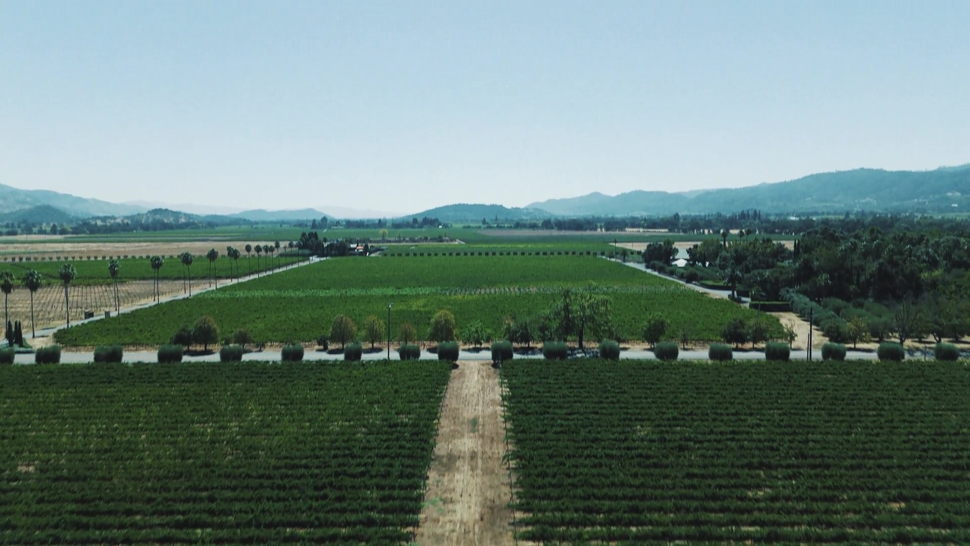 Vineyards stretching across Napa beneath a clear blue sky